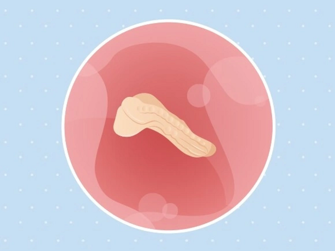 3ème semaine de grossesse Embryon 3ème semaine de grossesse 5 sa