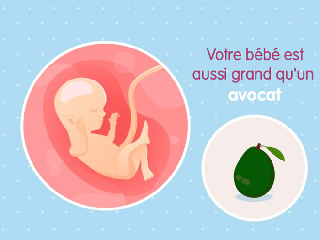 bébé croissance Fœtus 16ème semaine de grossesse 18 sa
