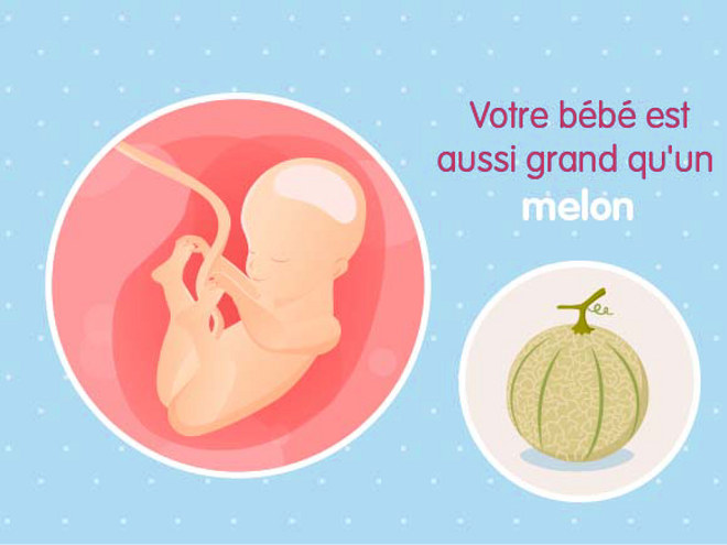 bébé croissance Fœtus 25ème semaine de grossesse 27 sa