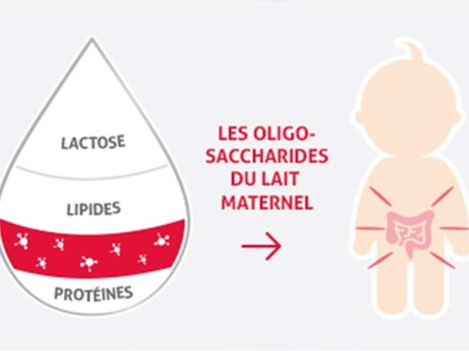 visuel-definition-oligosaccharides visuel-definition-oligosaccharides