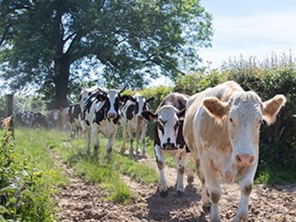 Accompagner nos éleveurs vers des pratiques plus responsables afin de réduire l’impact carbone lié à l’élevage