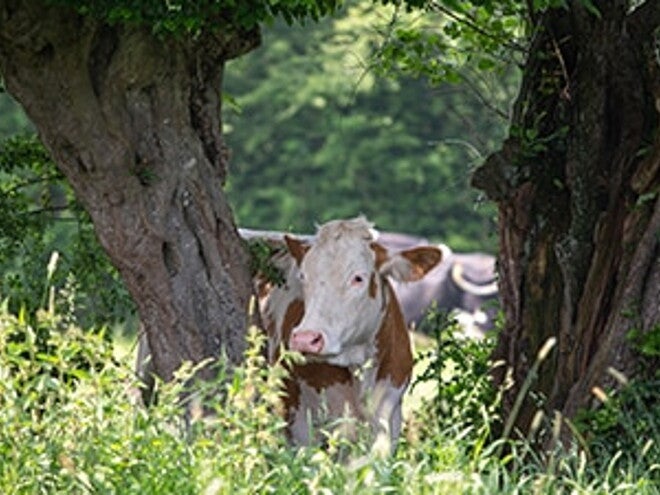 Financer des projets d’agroforesterie sur les parcelles de nos éleveurs partenaires Financer des projets d’agroforesterie sur les parcelles de nos éleveurs partenaires
