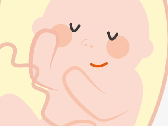 illustration embryon pour l'odorat de bébé