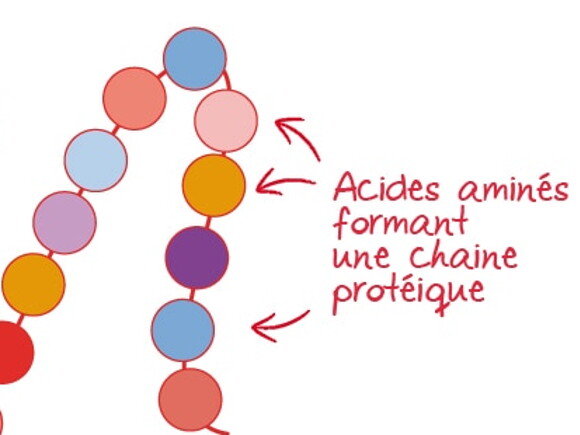 protéines acides aminés