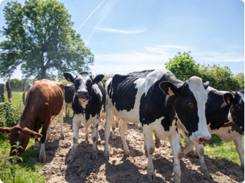vaches vaches