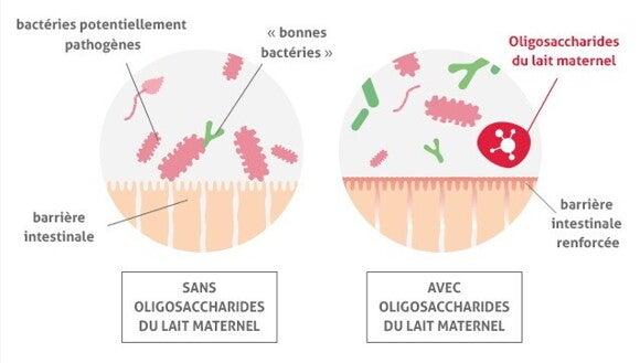 visuel caracteristiques barriereintestinale