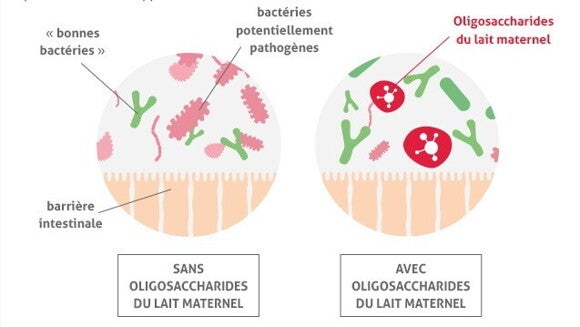 visuel caracteristiques bonnesbacteries