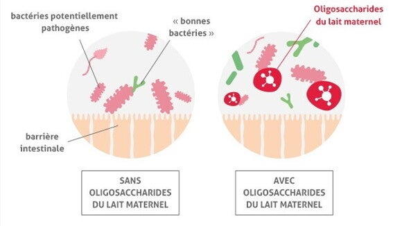 visuel caracteristiques limitebacteries