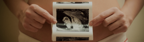 Développement du foetus Développement du foetus