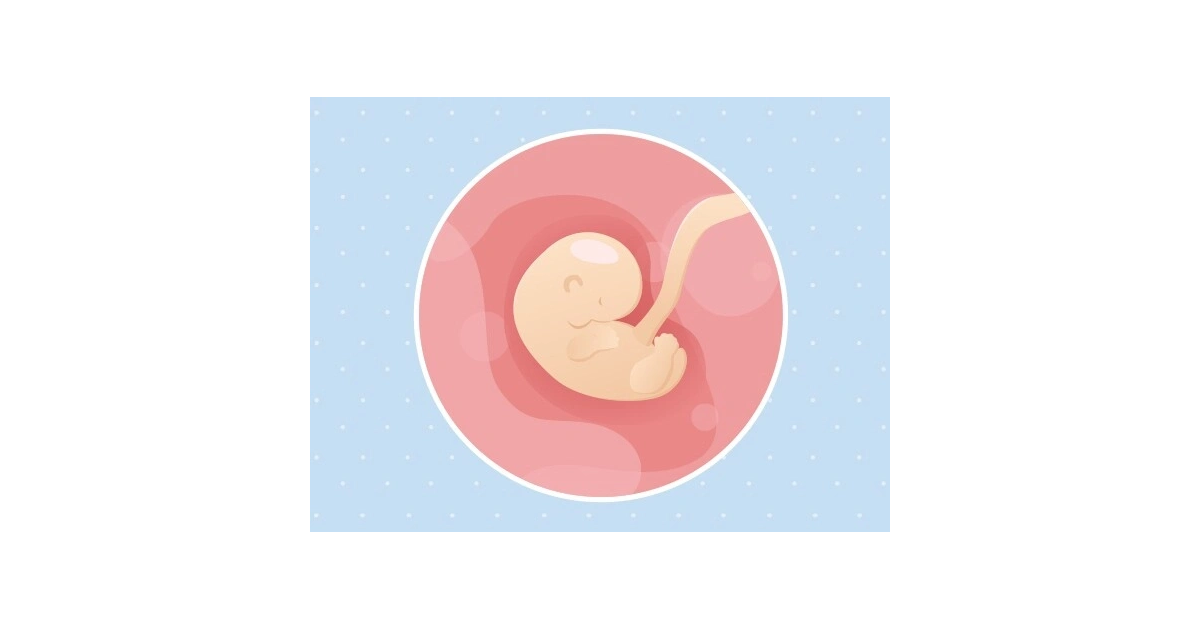 6ème semaine de grossesse 8 SA Tout savoir Guigoz