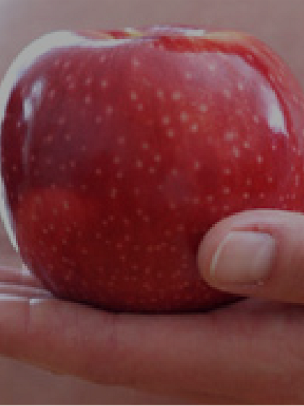 Guide d'alimentation pendant la grossesse